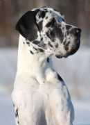 elokuunvaino.nettilemmikki.fi Konstantinus