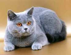 cats-club.ru Kontal