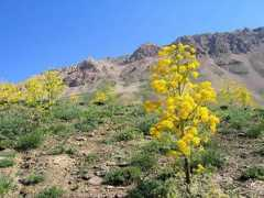 summitpost.org Koohsar