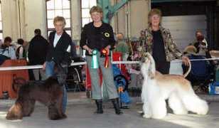 afghanhound.se Koping