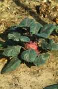 botanic.hr Korabica