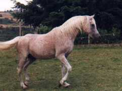 arabiandreams.net Korant