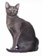 Korat