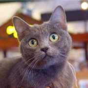 Korat