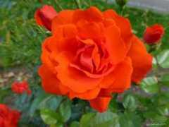 garden-en.com Kordes