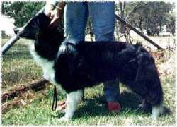 risingstarbordercollies.com Korella