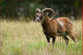 mujzpravodaj.cz Korelus