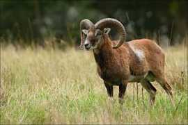 crdm.adam.cz Korelus