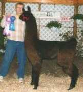 lashsuniqueanimals.com Korenke