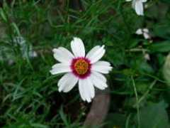 srrhnp.com Koreo