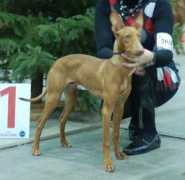 abuluka-basenjis.be Korleone
