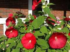 submissions.detroitnews.com Korleski