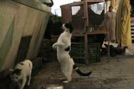 pilleriin.ee Korrani