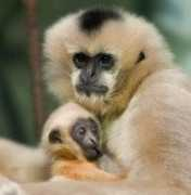 zooborns.com Kortas