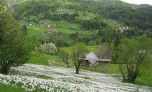 Koscu