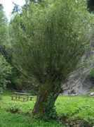 Kosena