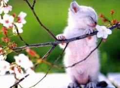 pets.onas.ru Koshak
