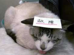 Koshou