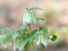 botanic.jp Kosiko