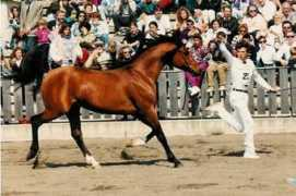arabianhorses.ch Kosmonaut