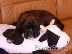 boxerboxer.se Kossan