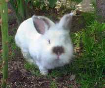 gotsmallanimalsonline.com Kostantina