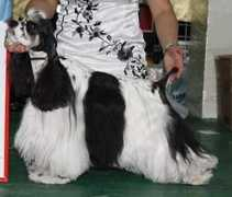 Kosyaka