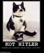 Kot