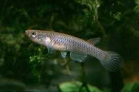 epiplatys.de Kotale