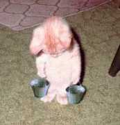Kote