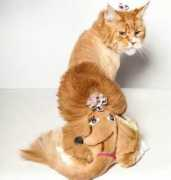 kulturologia.ru Koteyka