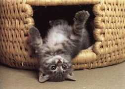 rozohkamoja.narod.ru Kotiko