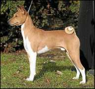 basenji.junix.cz Kotten