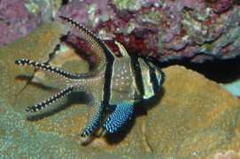 wetwebmedia.com Koumans