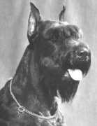 gentlyborn.com Koumir