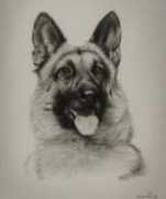 broomeacresgermanshepherds.com Kount