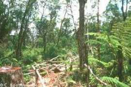biodivcomores.africamuseum.be Kourani