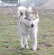 Koyuk