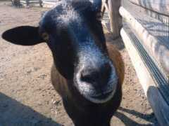 Kozicka