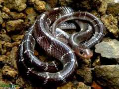 reptarium.cz Krait