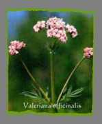 tephrowelt.de Krantzen