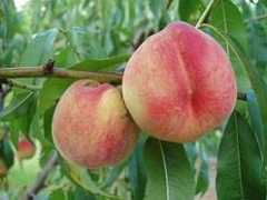 garden-en.com Krasava