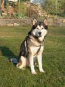 Krase