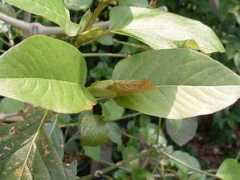 mazatecgarden.com Kratom