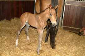 holmetrakehners.com Kremona