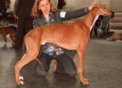 greyhound.ru Krendel