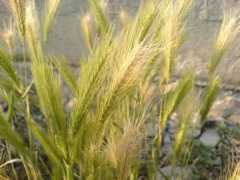 Kriak