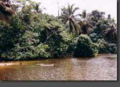 Kribi