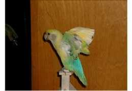 birdchannel.com Kriket