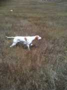 dogzonline.com.au Krikka